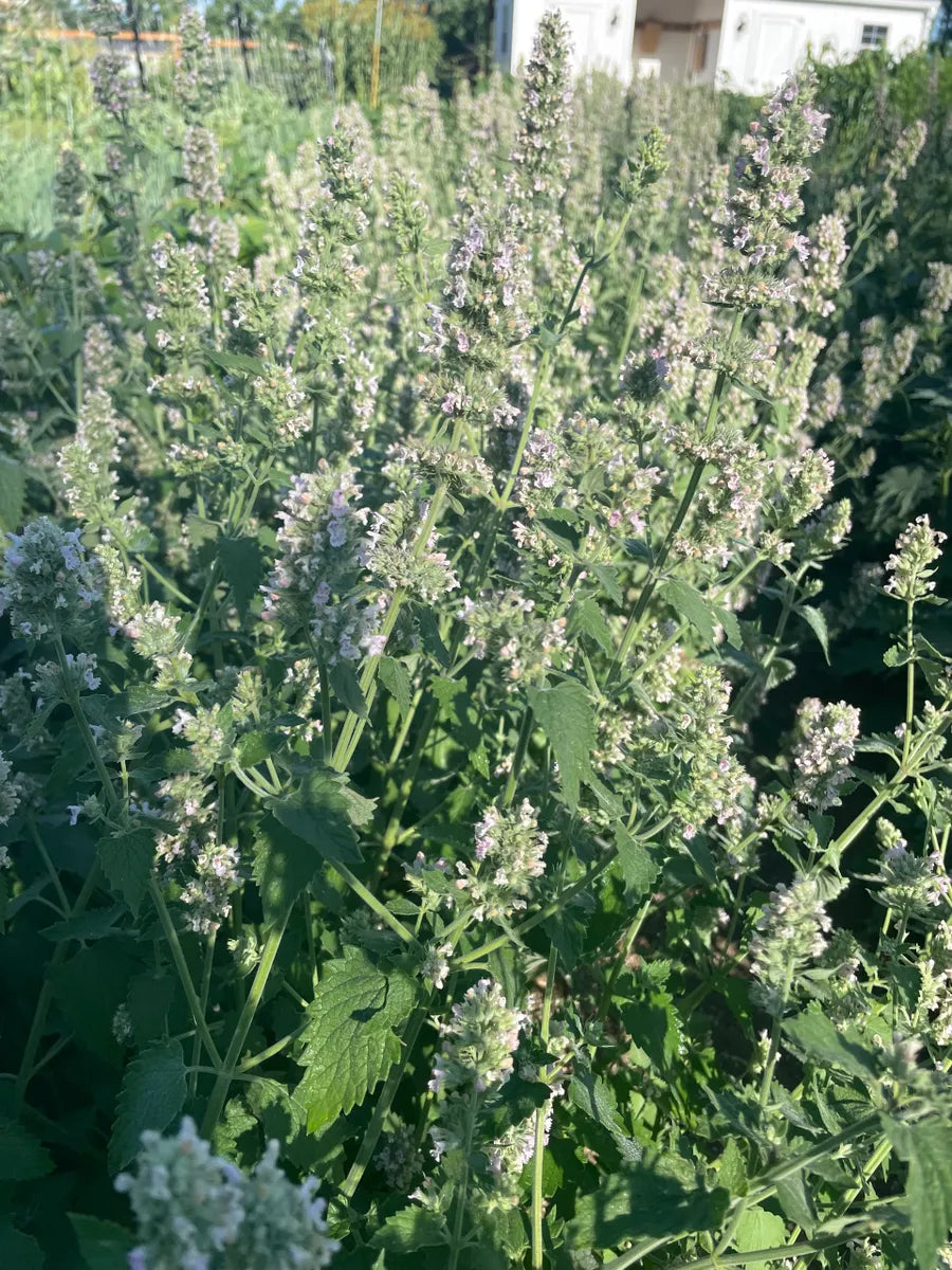Kitty Weed: Catnip